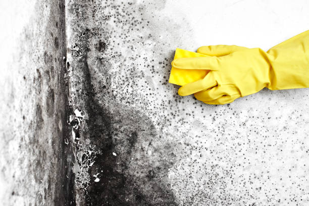 Best Crawl Space Mold Removal  in Bothell West, WA