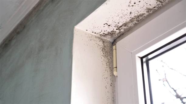 Best Crawl Space Mold Removal  in Bothell West, WA