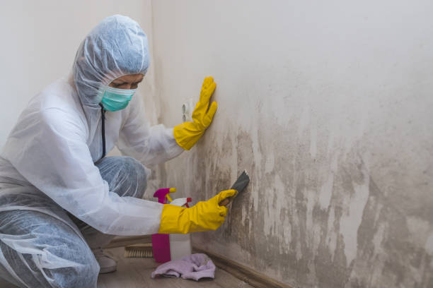 Attic Mold Removal in Bothell West, WA