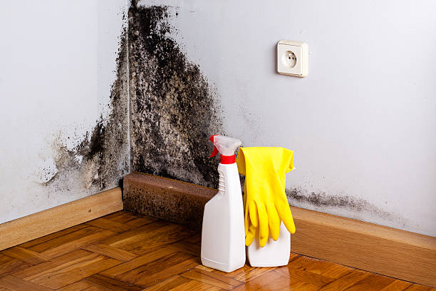 Best Home Mold Removal  in Bothell West, WA